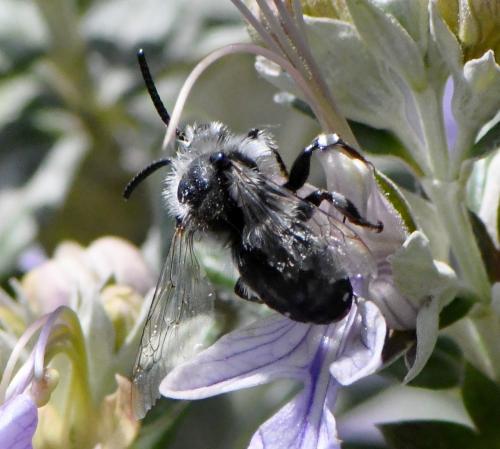 Réf. 280 933 : Melecta sp.
